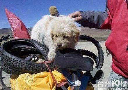 转载:坚强的流浪狗小萨与骑行者奔赴拉萨