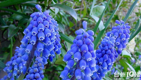 神奇的植物,这些植物你能叫上名的有多少?