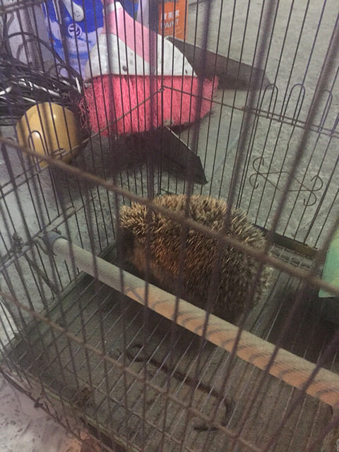 在金清镇捡到一只刺猬!是不是谁养的跑出来