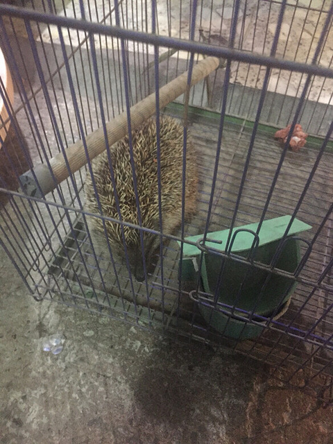 在金清镇捡到一只刺猬!是不是谁养的跑出来