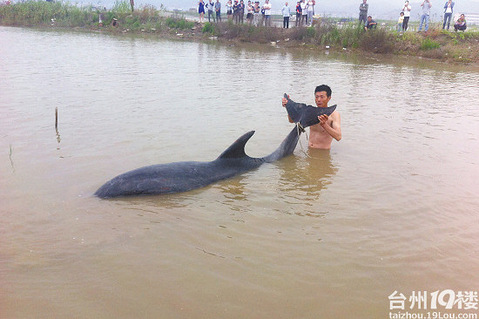 一条海豚在三门浦坝港搁浅 众人极力营救无效