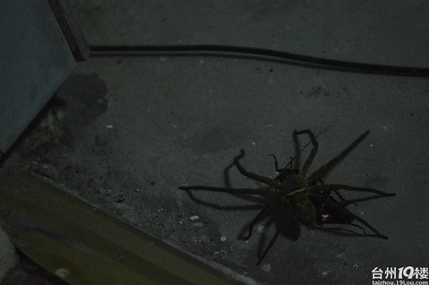 看到大蜘蛛吃蟑螂