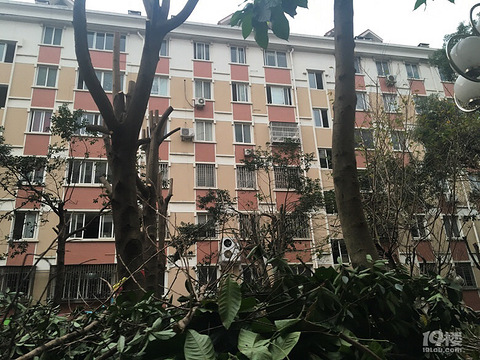 黄岩双江银桂小区里的树多被剃光头,可怜