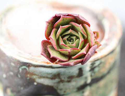 漂亮的圆叶罗西玛