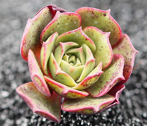 漂亮的圆叶罗西玛