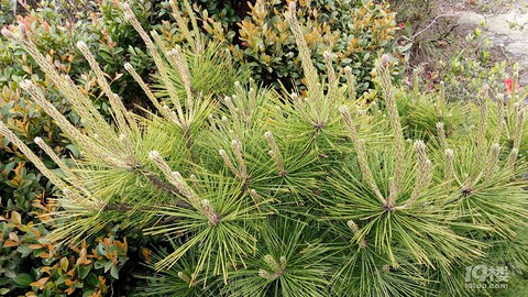 一轮圆月想起萧敬腾的歌,夜太美