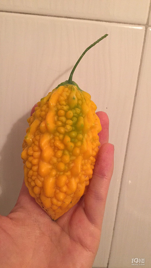 刺瓜-台州美食-台州19楼手机版