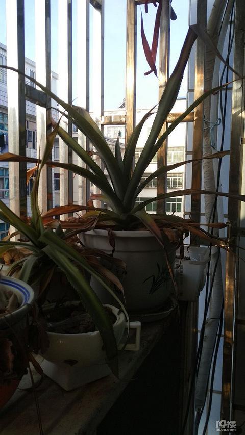 【爆料】种了三年的菠萝还没有开花