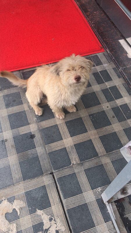 小母狗，找人领养，要求遵守领养协议!