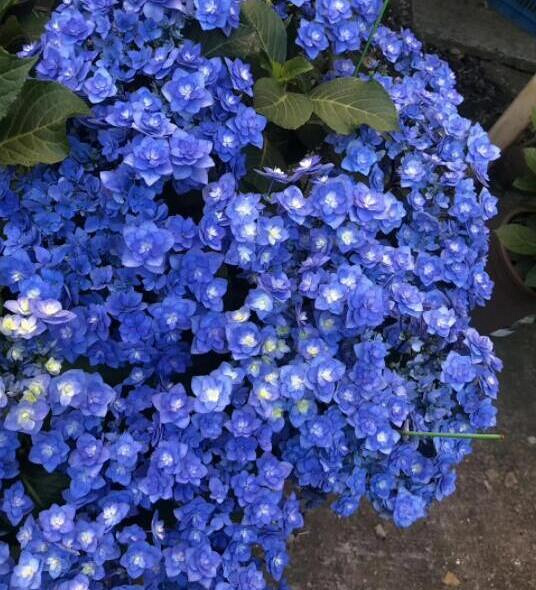 筑紫之风绣球真的好乖