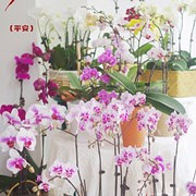 春节买了30株蝴蝶兰