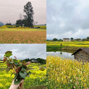 �������¡��������ӵĲ�ɫ�Ͳ˻���������