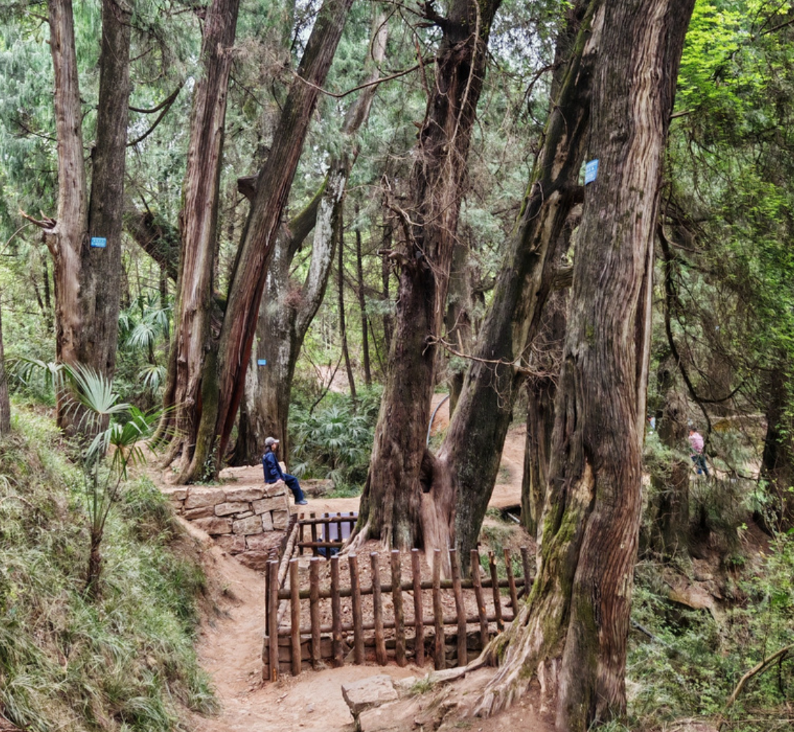 ����̳�ֲݵĹ����