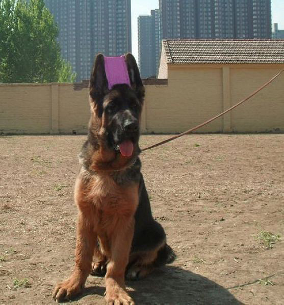 真正锤系大头德牧幼犬待售 喜欢民间大头的朋友联系