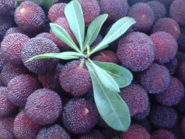 随手拍随拍炭梅