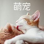 杭州宠物论坛 宠物领养 养猫狗经验交流