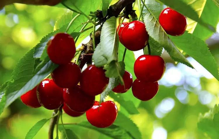 五月樱桃红了,红颜欲滴的诱惑,酸甜多汁的挑逗!