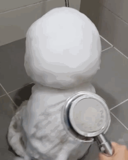 狗子凭洗澡背影萌翻全网,一转头……网友懵了:能让它转回去吗?