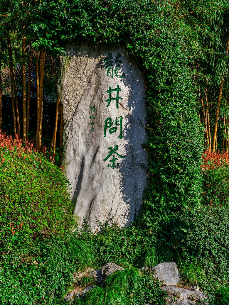 今天杭州西湖龙井茶正式开采