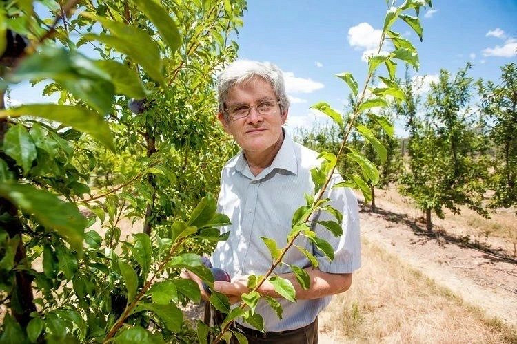 澳洲女王李来啦!特惠28.3元/斤,果味浓郁,清甜爆汁-美食俱乐部-杭州19