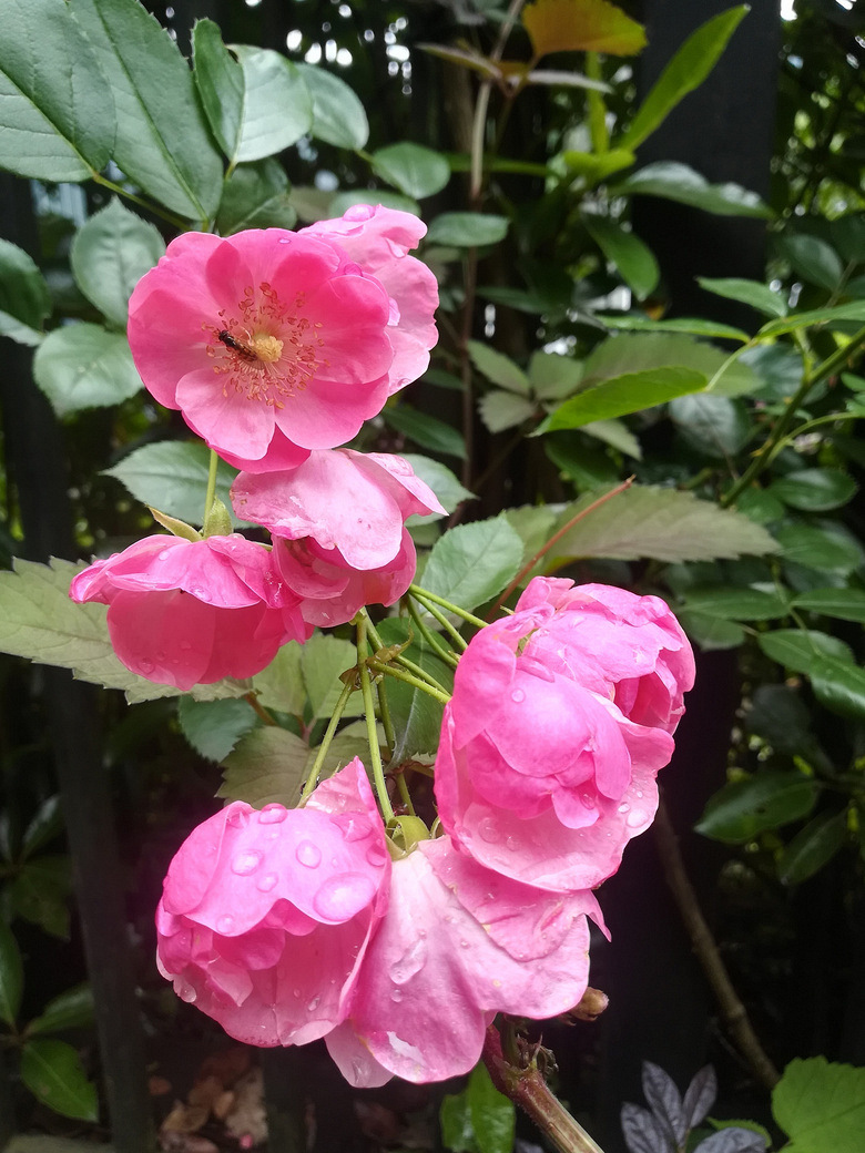 雨中花图片蔷薇图片