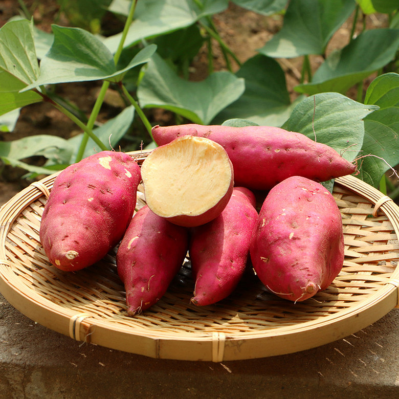 龙游十里丰新鲜小番薯 火热开卖 新鲜地瓜现挖 3斤装全国包邮