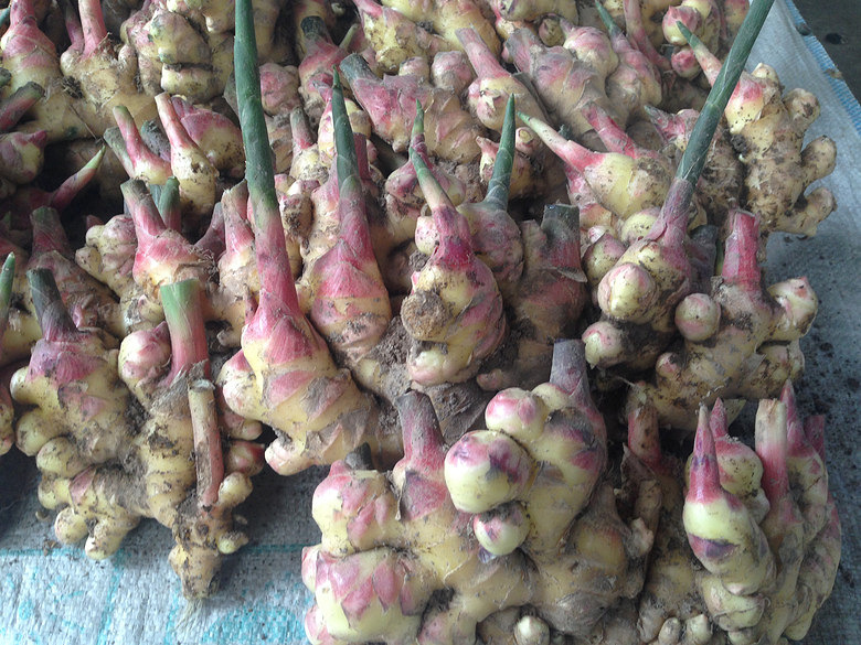 永康特产 五指岩生姜 农家自种