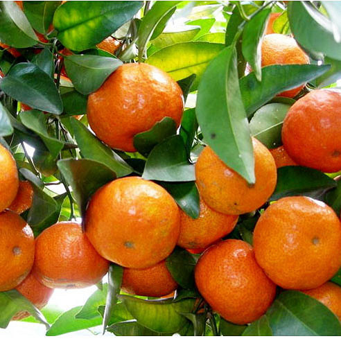 【水果节】广东精品沙糖桔