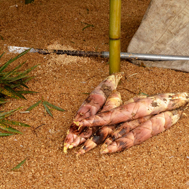 浮玉山 临安天目雷笋 新鲜蔬菜现挖竹笋 新鲜春笋