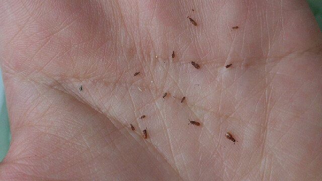 新装修房子长虫子