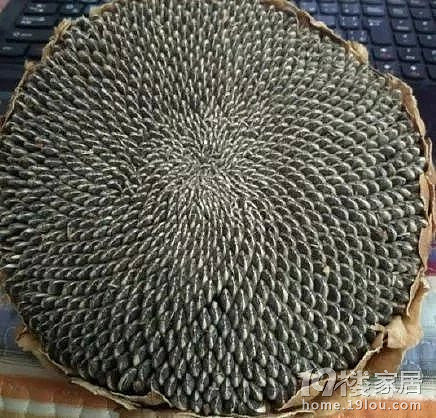 密集恐惧症表示要疯了！