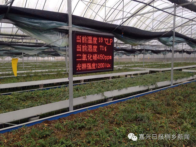不过，互联网+帮助平建国打开了一扇窗。如今，走进铁皮石斛种植大棚内，