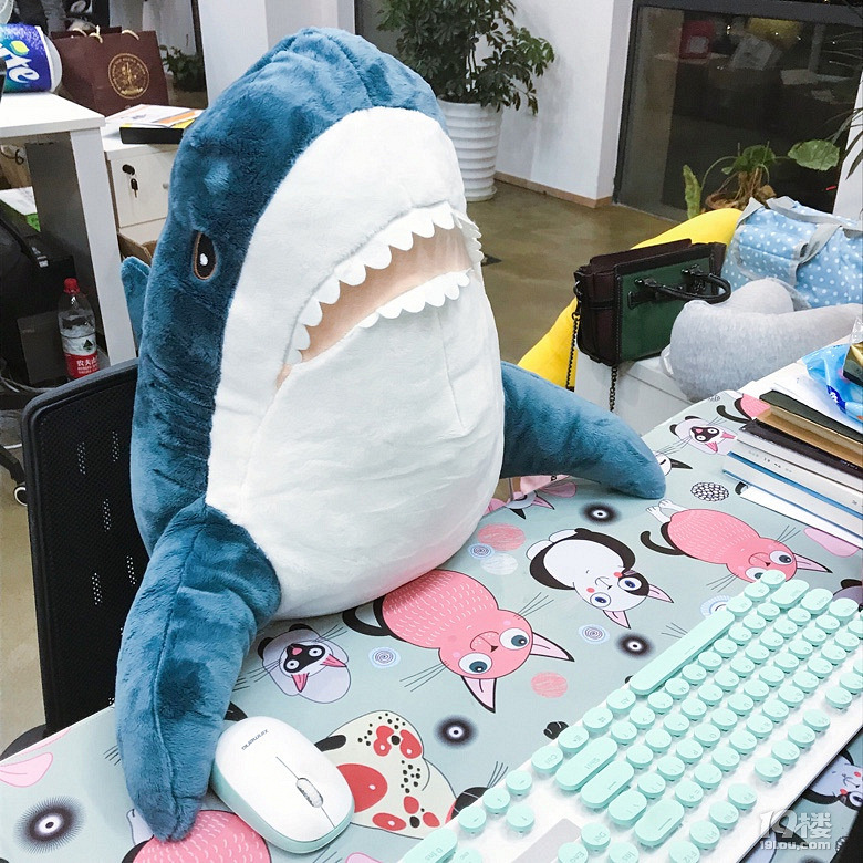 网红鲨鱼超可爱