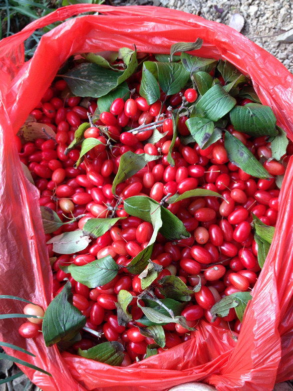 摘了一个下午的药枣回去浸酒