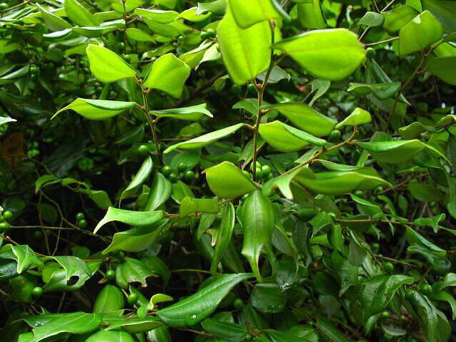 乌药据说是浙江省内最古老的乌药树