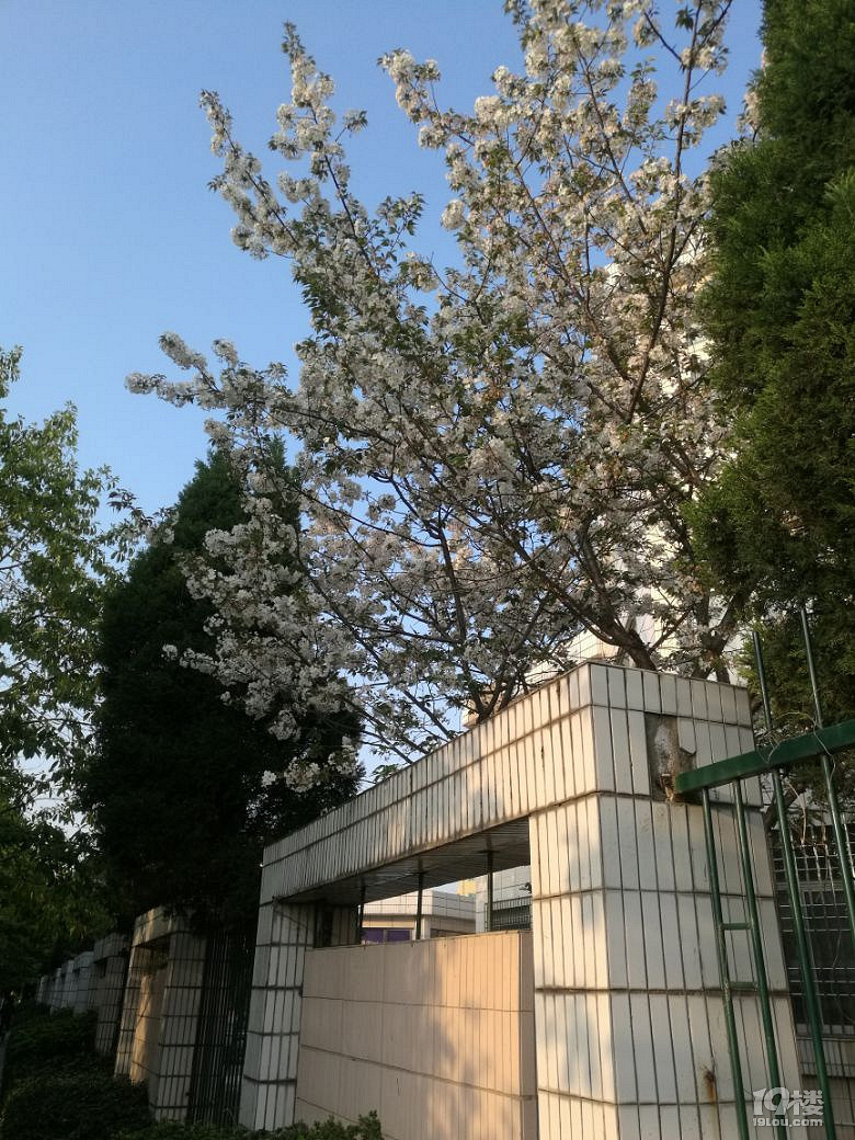 到温岭三中看樱花雨吧!