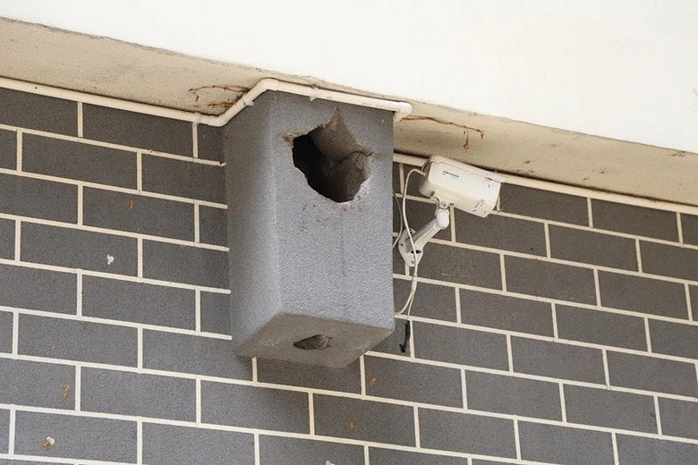 呆萌又可爱!天台乡村的老烟囱迎来"特殊的村民"30年