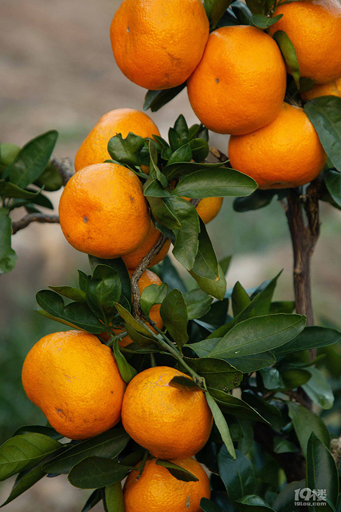 桔子成熟季