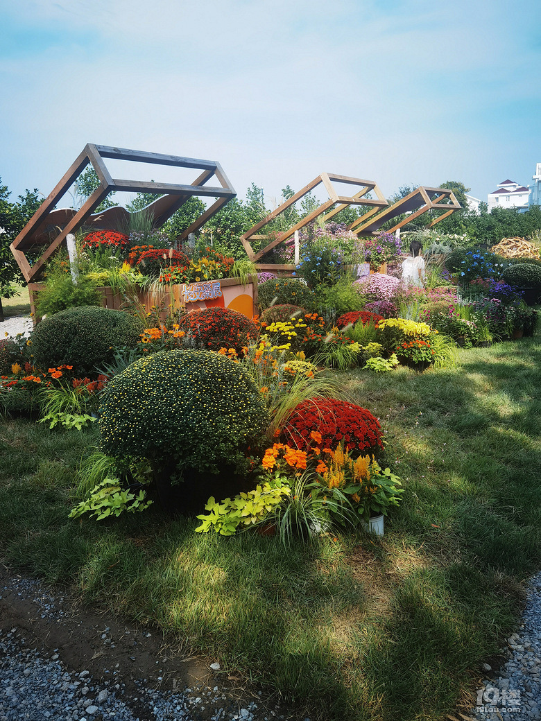 2025年嘉兴海宁长安镇虹越花卉金秋菊花展